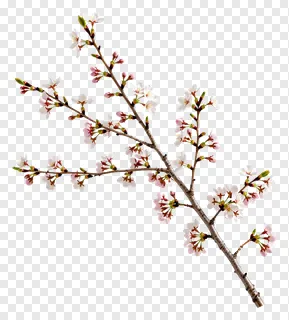 A cherry blossom branch with blooming flowers.