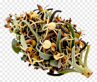 A dried herbal bud cluster with mixed colors.