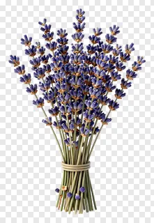 A bundle of dried lavender sprigs tied with twine.