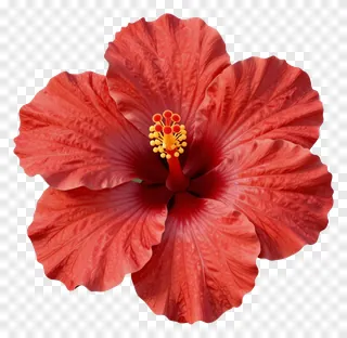 A red hibiscus flower with visible deep veins.