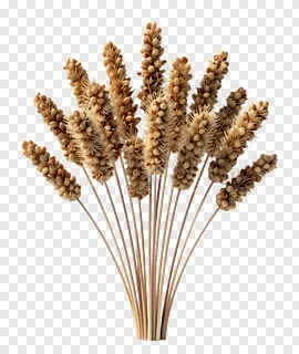 A bundle of dried wheat stalks with golden seed heads.