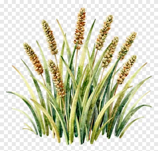 Watercolor drawing of kash grass with seed heads.