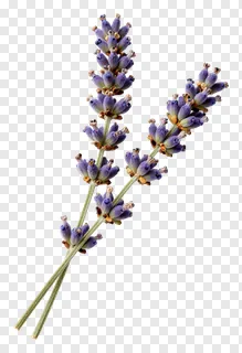 A sprig of lavender with purple flowers.