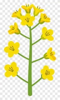 A cluster of mustard flowers on a green stem.
