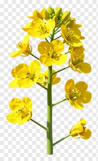 A mustard flower stem with yellow blooms and green buds.