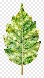 A neem leaf with a copper-colored edge, rendered in watercolor style.
