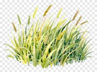 A watercolor painting of kash grass with green and yellow blades.