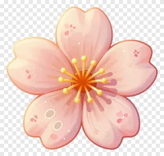 A pink cherry blossom flower with yellow stamens.