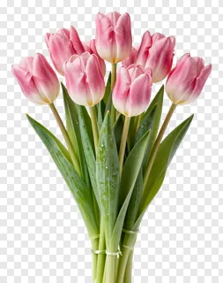 A bouquet of pink tulips with green stems.