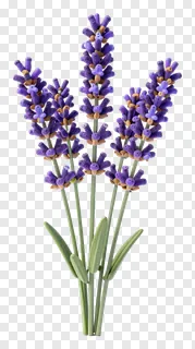 A 3D-rendered bunch of purple lavender flowers.