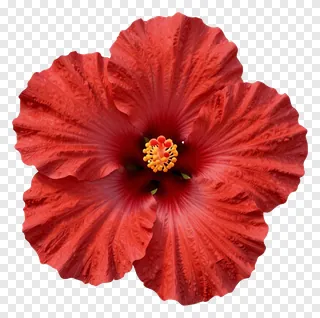 A red hibiscus flower with textured petals.