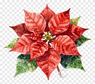 A red poinsettia flower with green leaves in watercolor style.