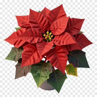 Red poinsettia flower with green leaves.