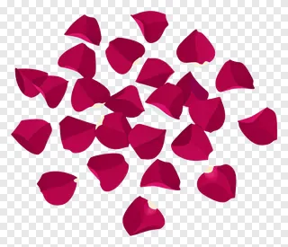 Red rose petals scattered on a white surface.