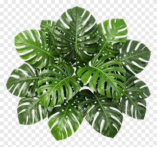 A dense cluster of tropical monstera leaves.