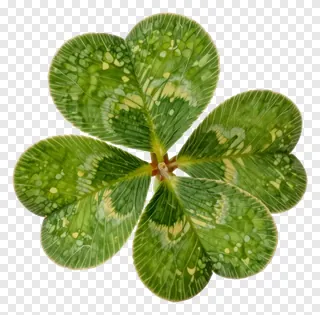 A variegated four-leaf clover with green and yellow patterns.