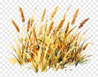 Watercolor painting of golden kash grass.