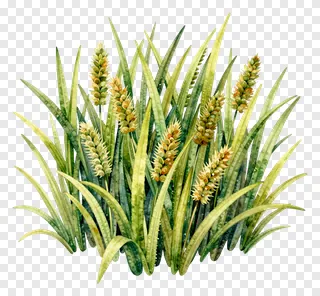 Watercolor drawing of kash grass with seed heads.