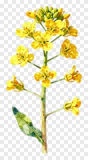 A watercolor painting of a mustard flower stem with yellow blooms.