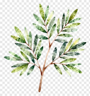 Watercolor illustration of an olive branch with green leaves.