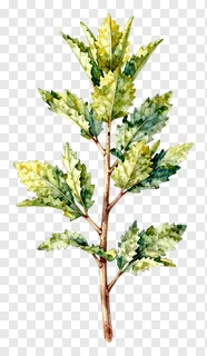A watercolor illustration of a leafy sprig.