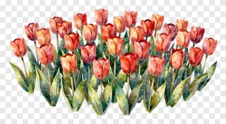 Watercolor painting of red and orange tulips with green leaves.