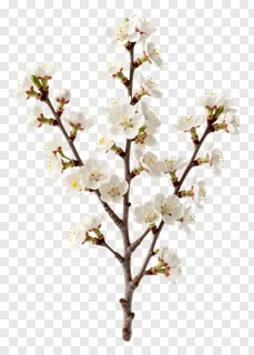 A branch with white spring blossoms.
