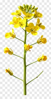 A stem of yellow mustard flowers with green buds.