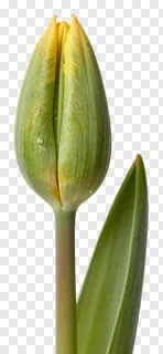 A yellow tulip bud about to bloom.