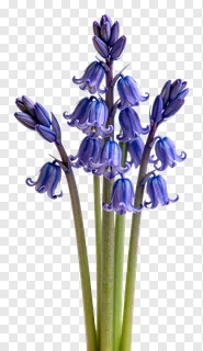 A cluster of bluebell flowers with purple bells.