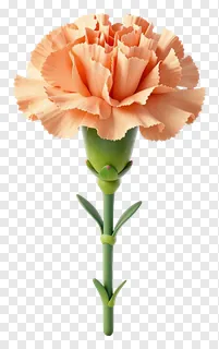 A peach carnation flower with green stem.