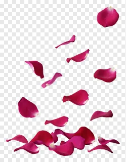 A cluster of falling pinkish-red rose petals on a plain background.