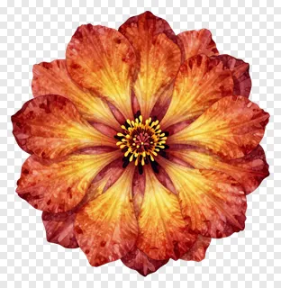 A fiery orange and yellow petal rangoli design.