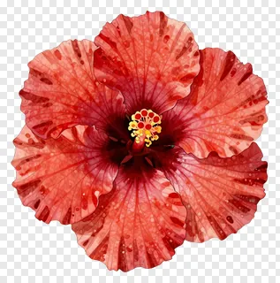 A red hibiscus flower with watercolor texture.