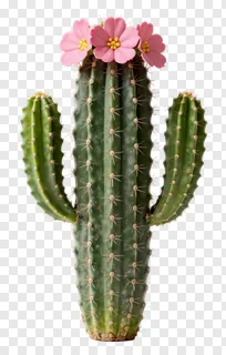 A cactus wearing a crown of pink flowers.