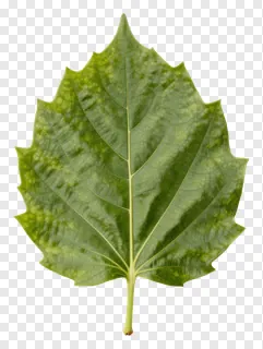 A green leaf with visible veins and serrated edges.