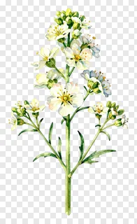 A watercolor drawing of white kash flowers with blue tints and green stems.