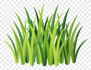 A clump of kash grass with blades in various directions.