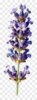 Close-up of a lavender flower spike.