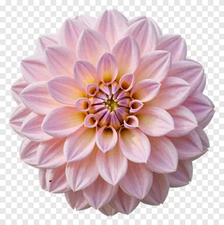 A pink dahlia flower with a yellow center, viewed from above.