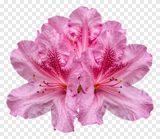 A pink azalea flower with dewdrops on its petals.