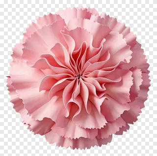 A single pink carnation flower in full bloom.