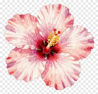 A pink hibiscus flower with a yellow center.