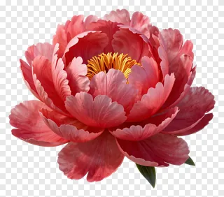A fully bloomed pink peony flower with green leaves.