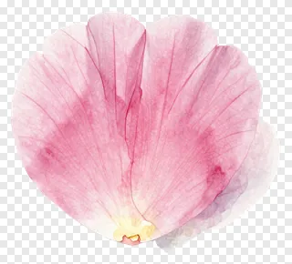 A single pink peony petal with detailed veins.