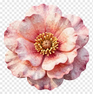 A pink watercolor flower with golden stamens.