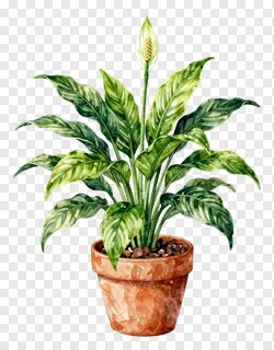 A potted peace lily with variegated leaves and a flower spike.