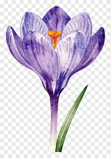 A purple crocus flower with orange center.