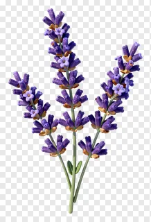 A sprig of purple lavender flowers.