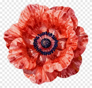 A red anemone flower with watercolor texture.